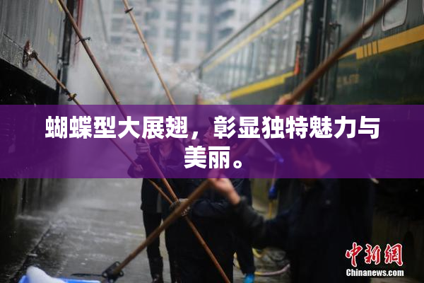 蝴蝶型大展翅，彰显独特魅力与美丽。