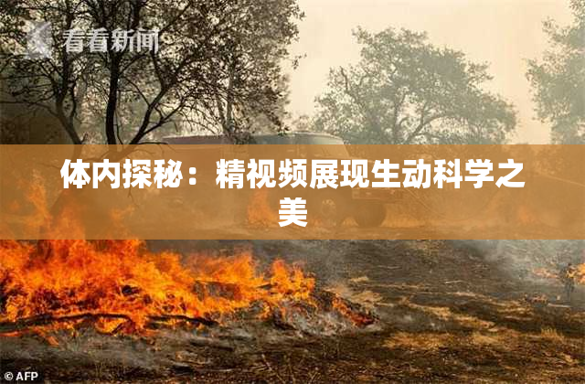 体内探秘：精视频展现生动科学之美