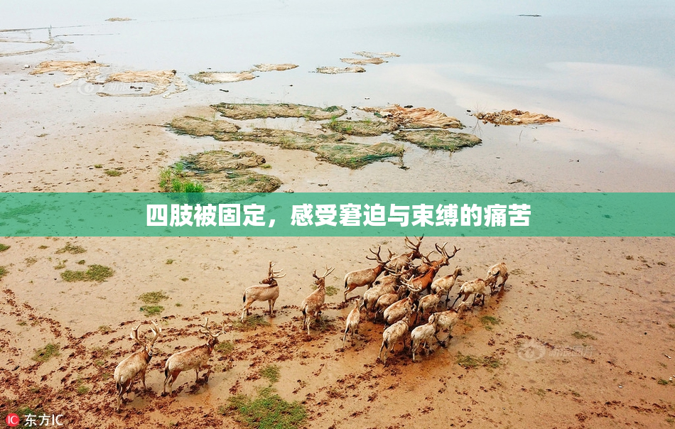 四肢被固定，感受窘迫与束缚的痛苦