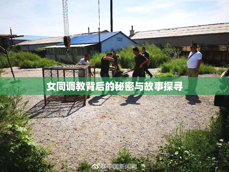 女同调教背后的秘密与故事探寻