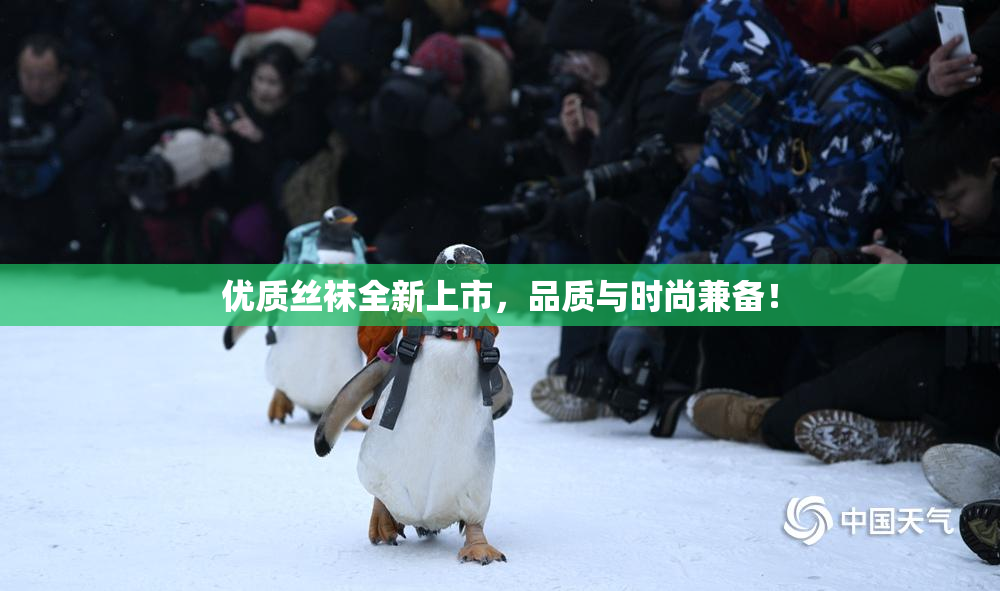 优质丝袜全新上市，品质与时尚兼备！