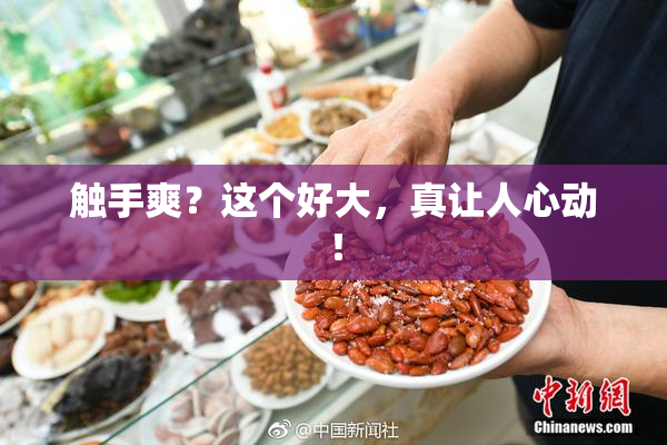 触手爽？这个好大，真让人心动！
