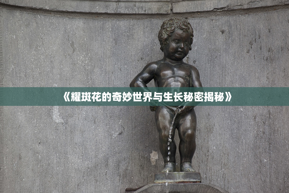 《耀斑花的奇妙世界与生长秘密揭秘》