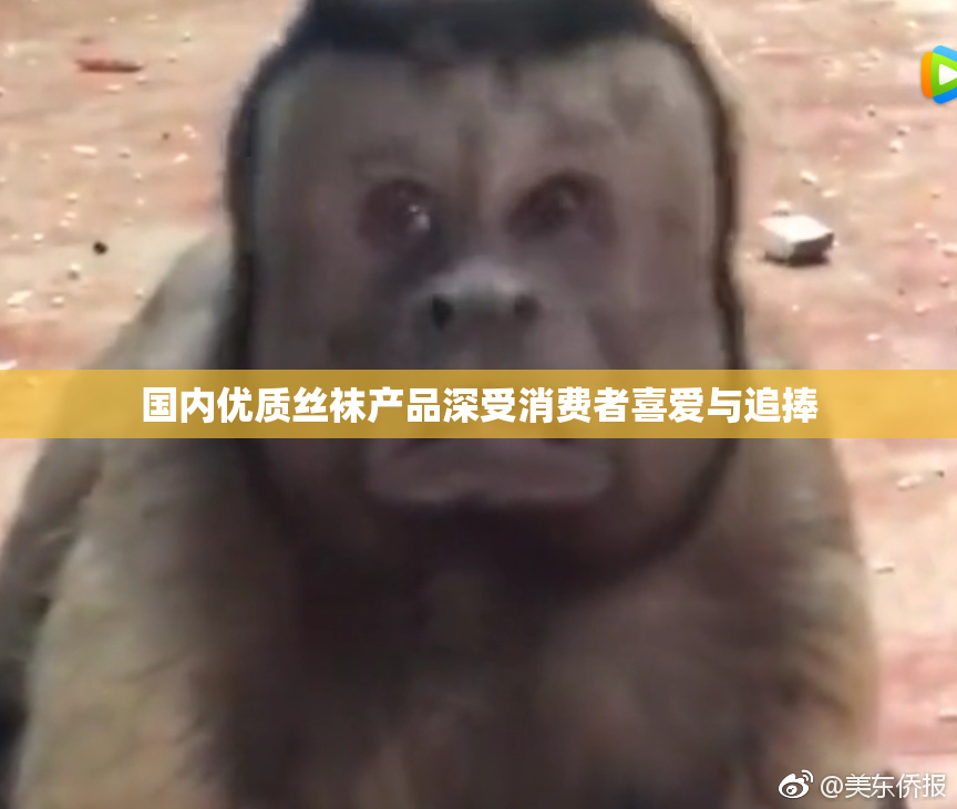 国内优质丝袜产品深受消费者喜爱与追捧