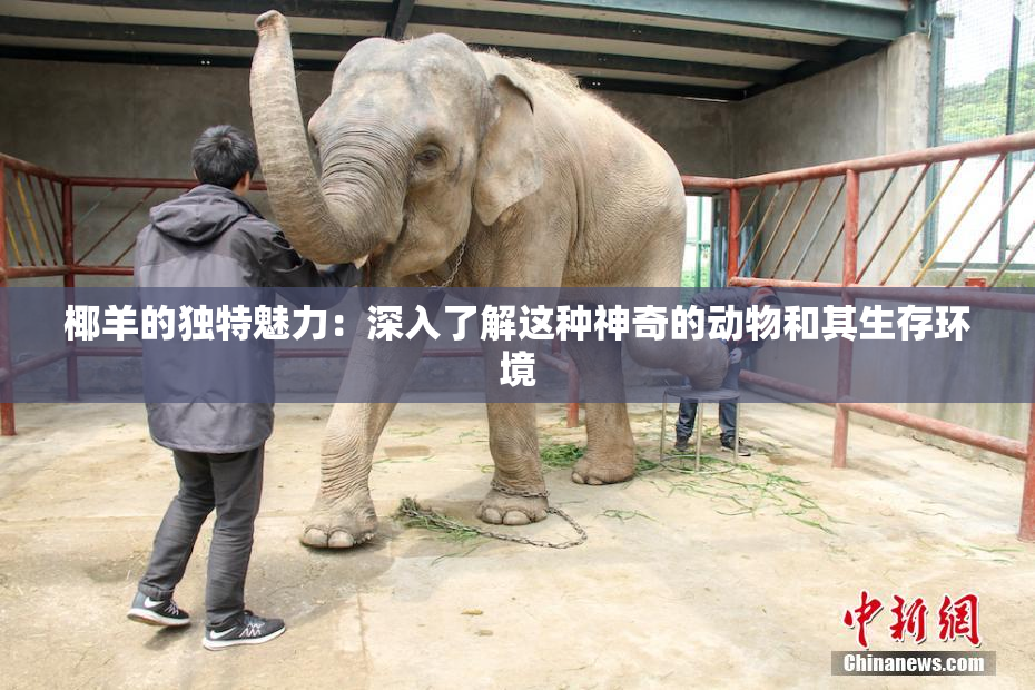 椰羊的独特魅力：深入了解这种神奇的动物和其生存环境