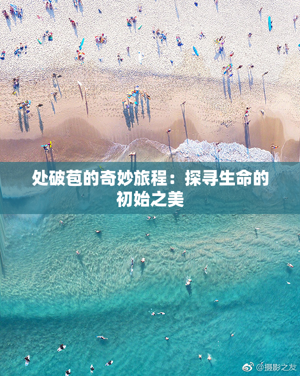 处破苞的奇妙旅程：探寻生命的初始之美