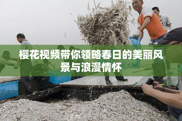 樱花视频带你领略春日的美丽风景与浪漫情怀