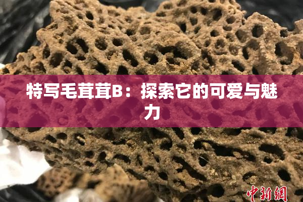 特写毛茸茸B：探索它的可爱与魅力