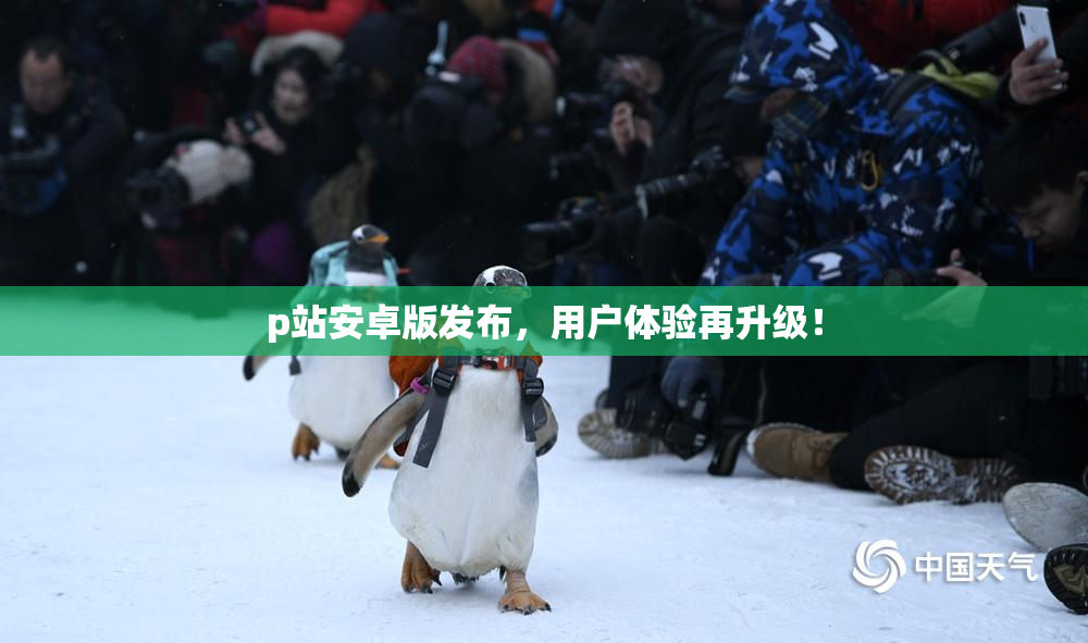 p站安卓版发布，用户体验再升级！