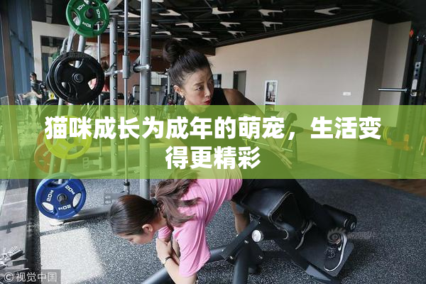 猫咪成长为成年的萌宠，生活变得更精彩
