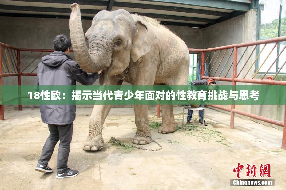 18性欧：揭示当代青少年面对的性教育挑战与思考