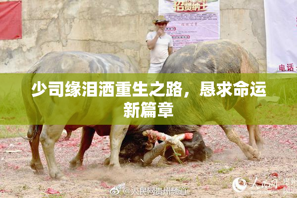 少司缘泪洒重生之路，恳求命运新篇章