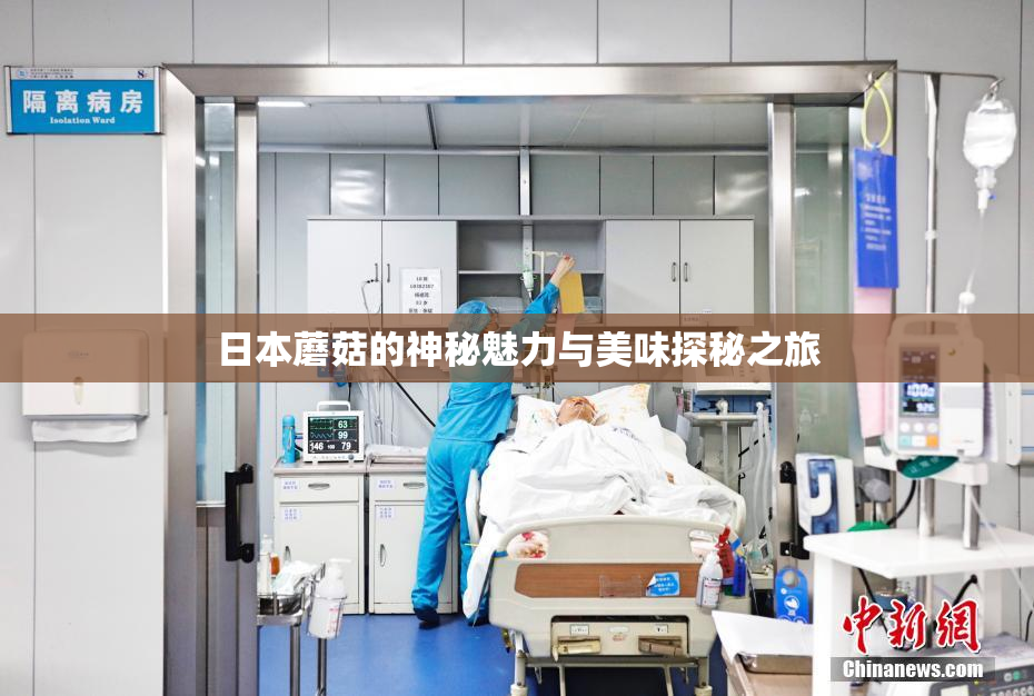 日本蘑菇的神秘魅力与美味探秘之旅