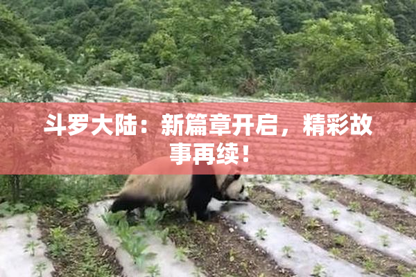 斗罗大陆：新篇章开启，精彩故事再续！