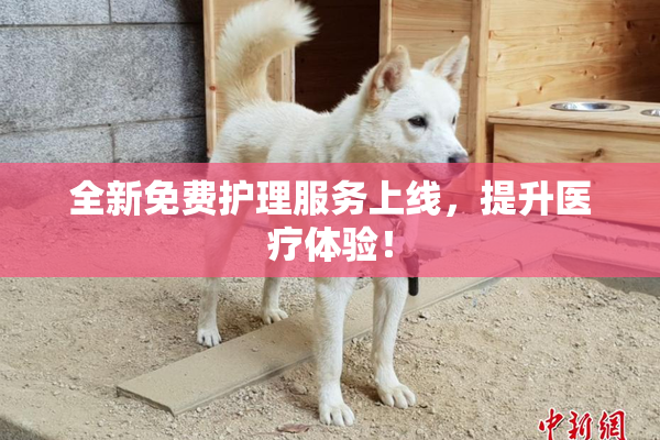 全新免费护理服务上线，提升医疗体验！