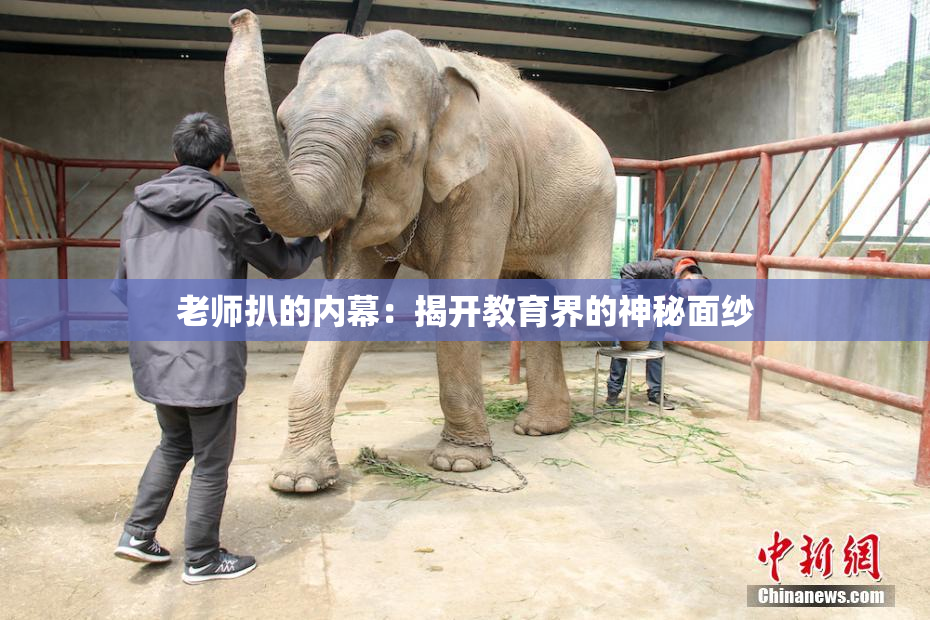 老师扒的内幕：揭开教育界的神秘面纱
