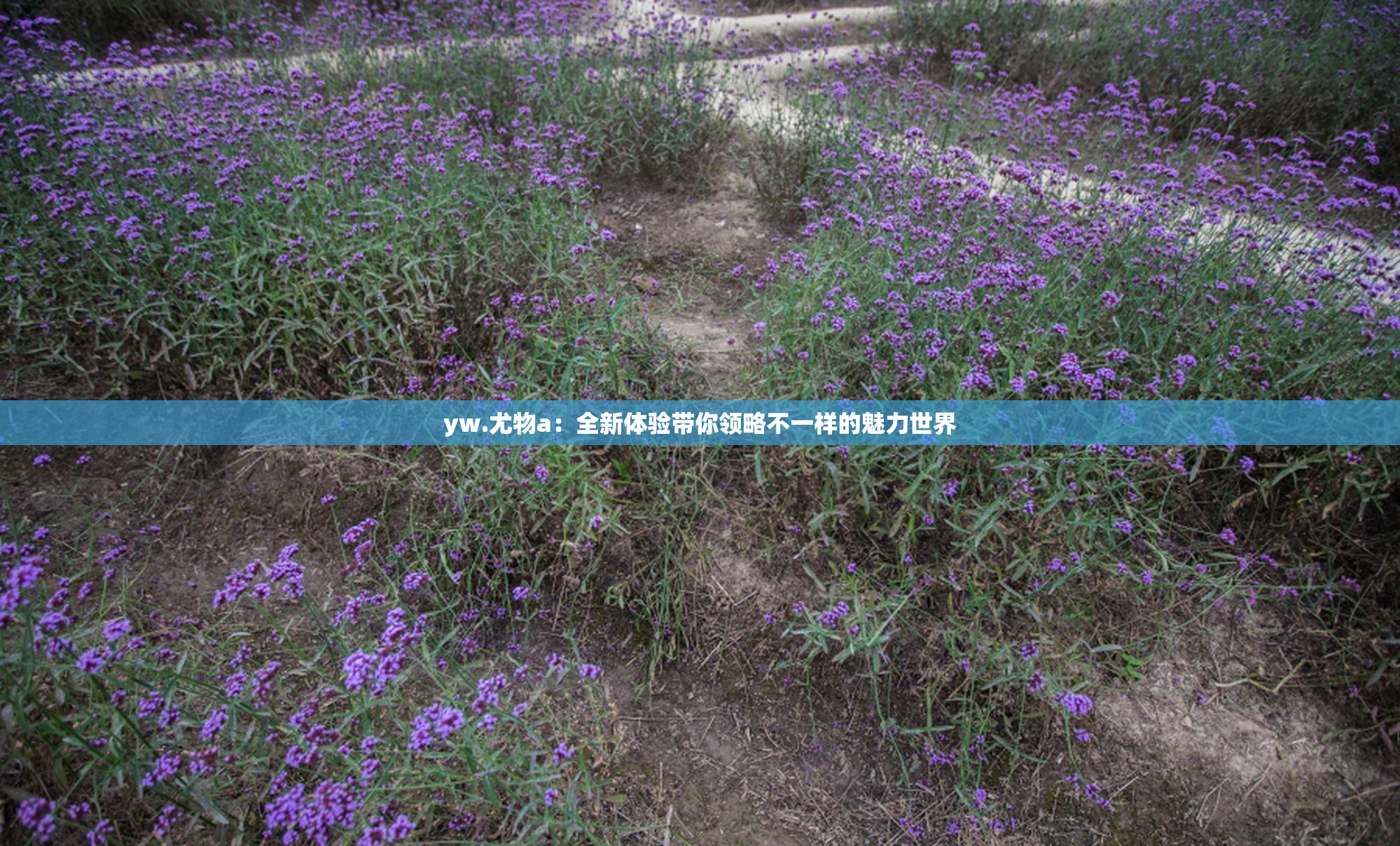 yw.尤物a：全新体验带你领略不一样的魅力世界