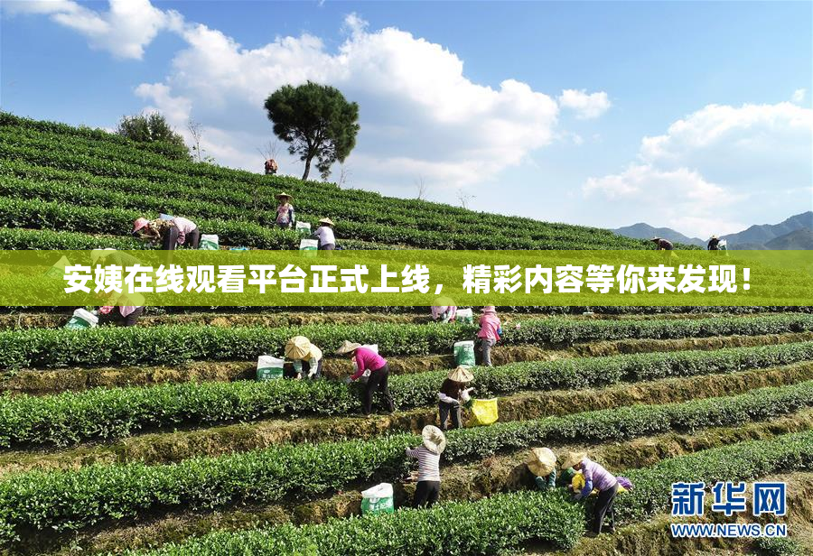 安姨在线观看平台正式上线，精彩内容等你来发现！