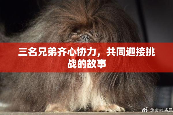 三名兄弟齐心协力，共同迎接挑战的故事