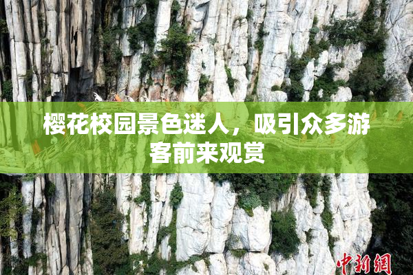 樱花校园景色迷人，吸引众多游客前来观赏
