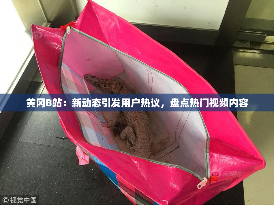 黄冈B站：新动态引发用户热议，盘点热门视频内容