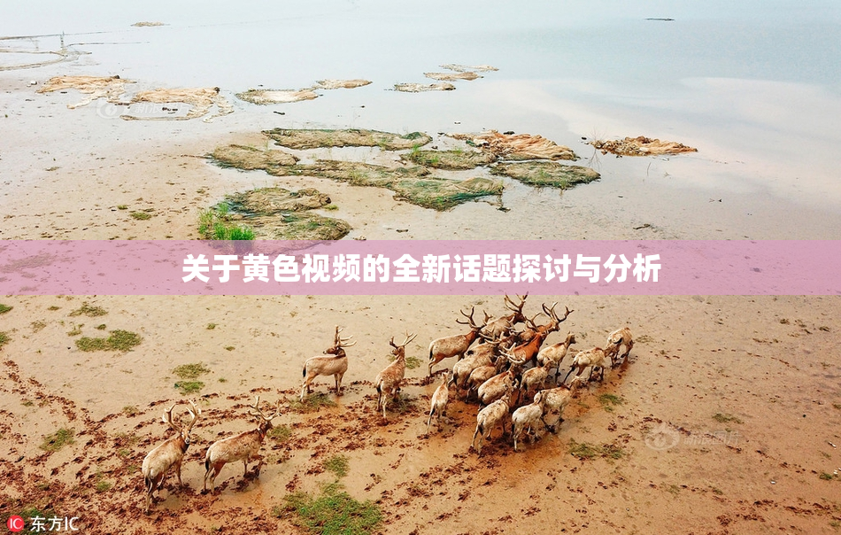 关于黄色视频的全新话题探讨与分析