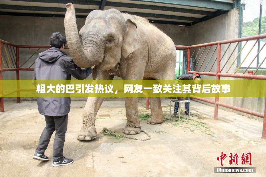 粗大的巴引发热议，网友一致关注其背后故事