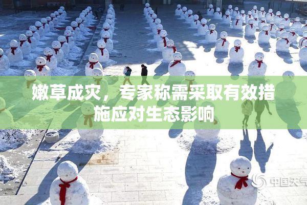 嫩草成灾，专家称需采取有效措施应对生态影响