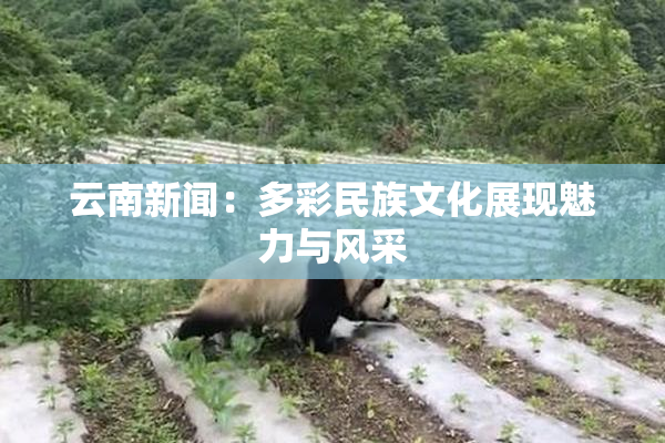 云南新闻：多彩民族文化展现魅力与风采