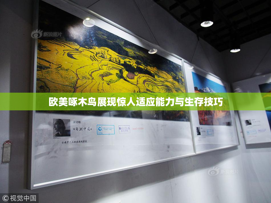 欧美啄木鸟展现惊人适应能力与生存技巧