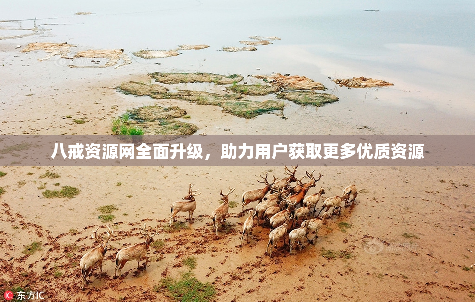 八戒资源网全面升级，助力用户获取更多优质资源
