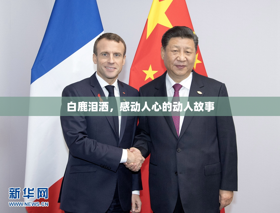 白鹿泪洒，感动人心的动人故事
