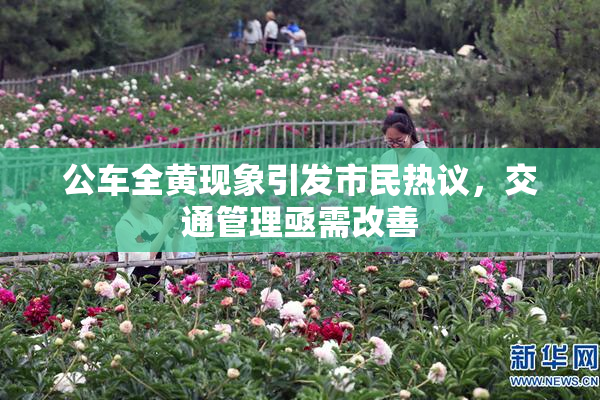 公车全黄现象引发市民热议，交通管理亟需改善