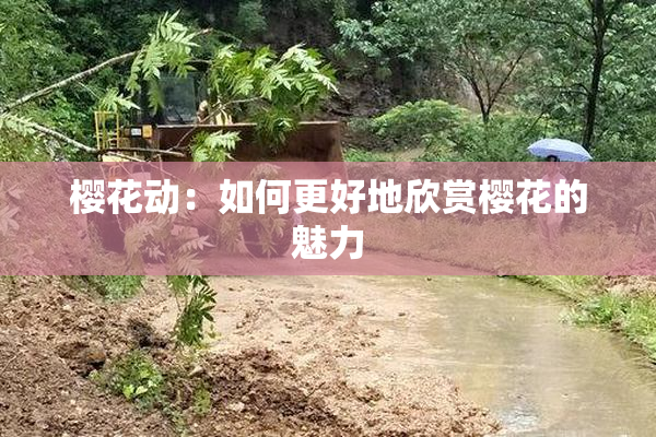 樱花动：如何更好地欣赏樱花的魅力
