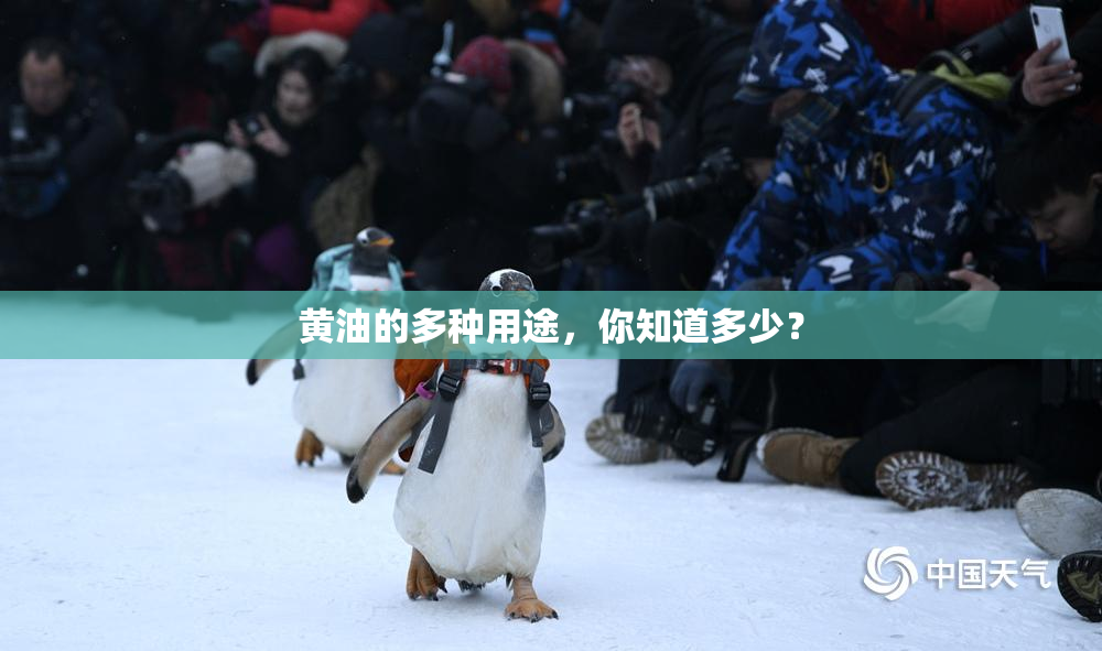 黄油的多种用途，你知道多少？