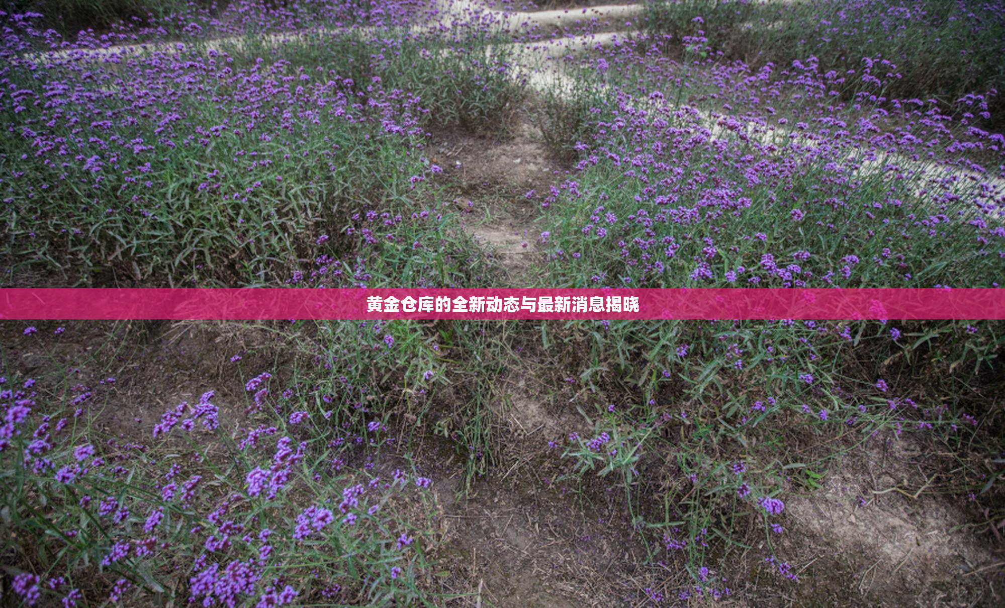 黄金仓库的全新动态与最新消息揭晓