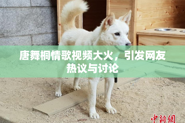 唐舞桐情歌视频大火，引发网友热议与讨论