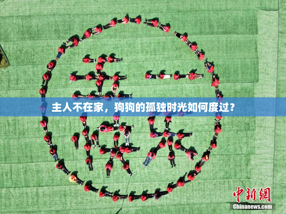 主人不在家，狗狗的孤独时光如何度过？