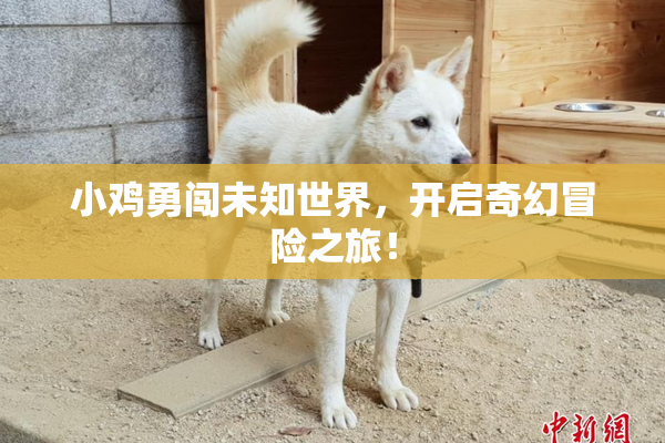小鸡勇闯未知世界，开启奇幻冒险之旅！