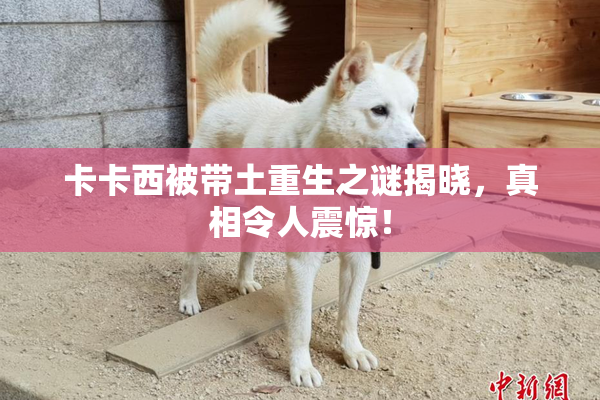 卡卡西被带土重生之谜揭晓，真相令人震惊！