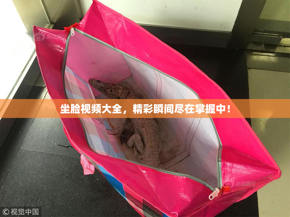 坐脸视频大全，精彩瞬间尽在掌握中！