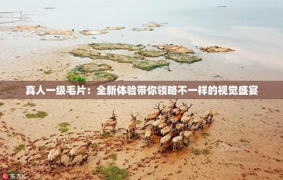 真人一级毛片：全新体验带你领略不一样的视觉盛宴