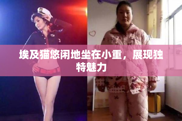 埃及猫悠闲地坐在小重，展现独特魅力