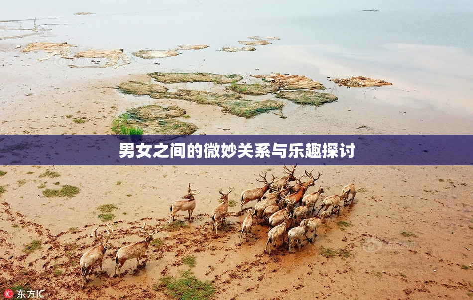 男女之间的微妙关系与乐趣探讨