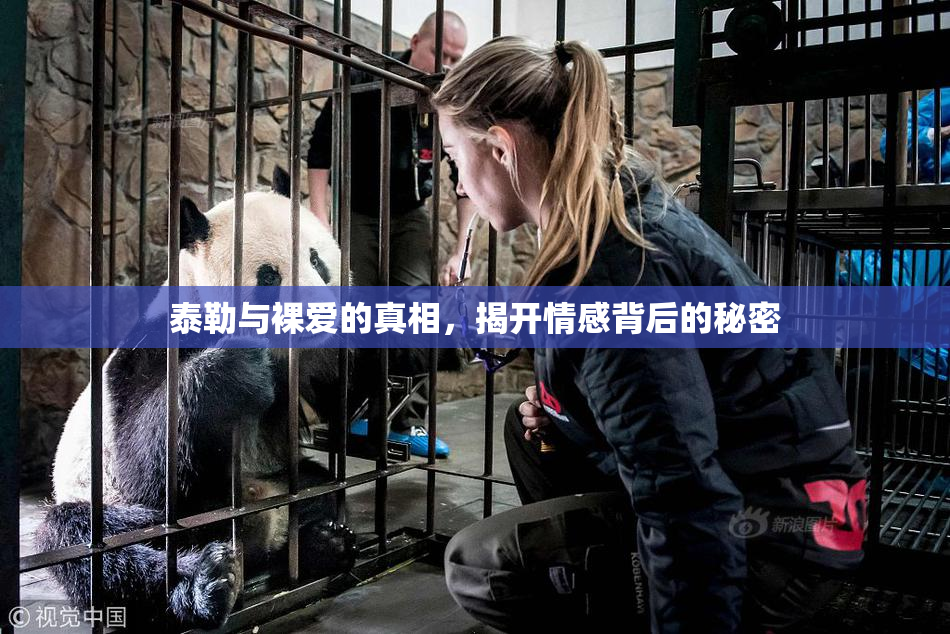 泰勒与裸爱的真相，揭开情感背后的秘密