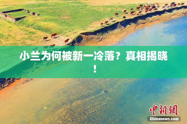 小兰为何被新一冷落？真相揭晓！