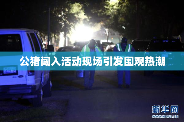 公猪闯入活动现场引发围观热潮