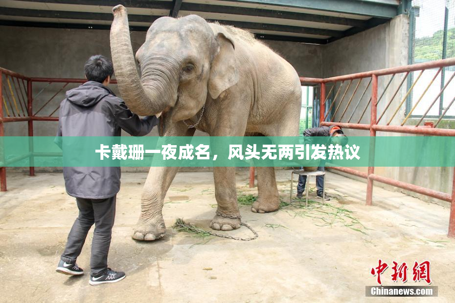 卡戴珊一夜成名，风头无两引发热议
