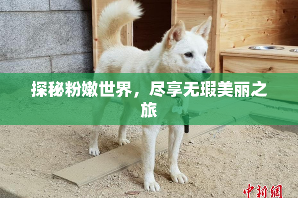 探秘粉嫩世界，尽享无瑕美丽之旅