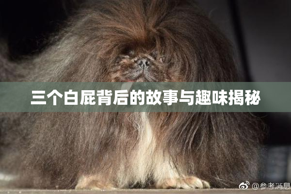 三个白屁背后的故事与趣味揭秘